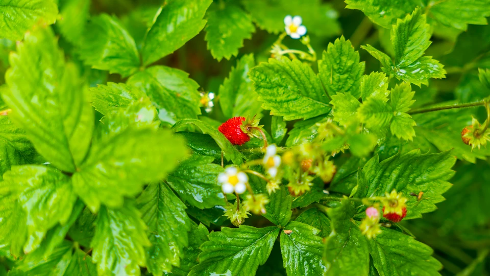 Blooming Strawberry In Leaves