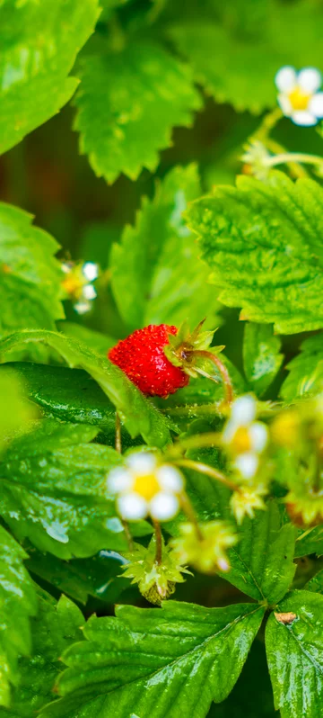 Blooming Strawberry In Leaves