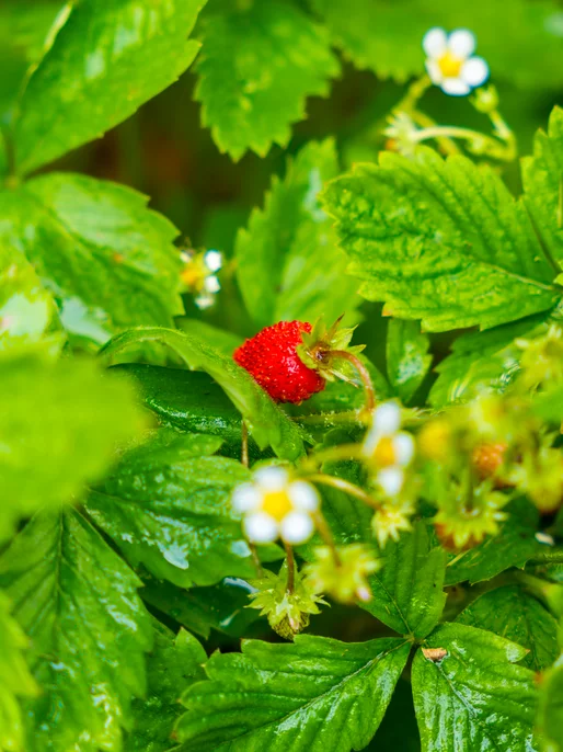 Blooming Strawberry In Leaves