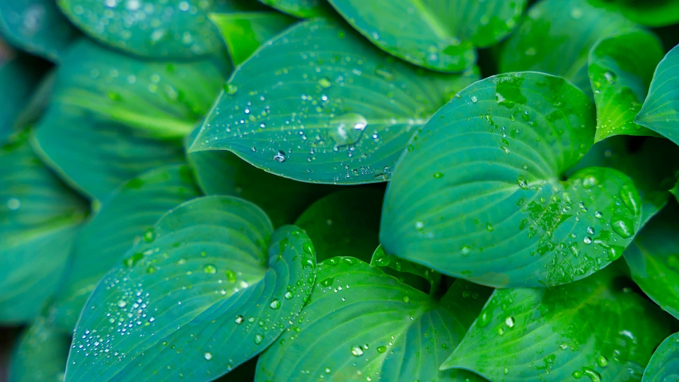 Dew Drops on a Green Leaves Image