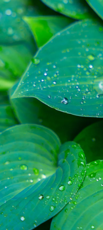 Dew Drops on a Green Leaves Image