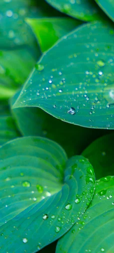 Dew Drops on a Green Leaves Image