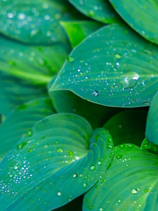 Dew Drops on a Green Leaves Image