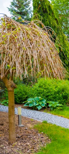 Spring Garden With Trees Background