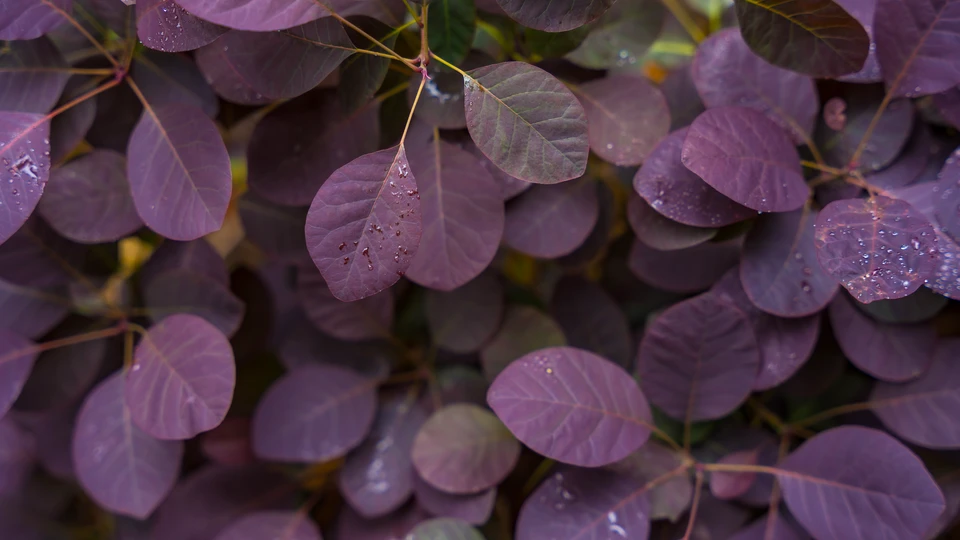 Cotinus Leaves With Drops Wallpaper