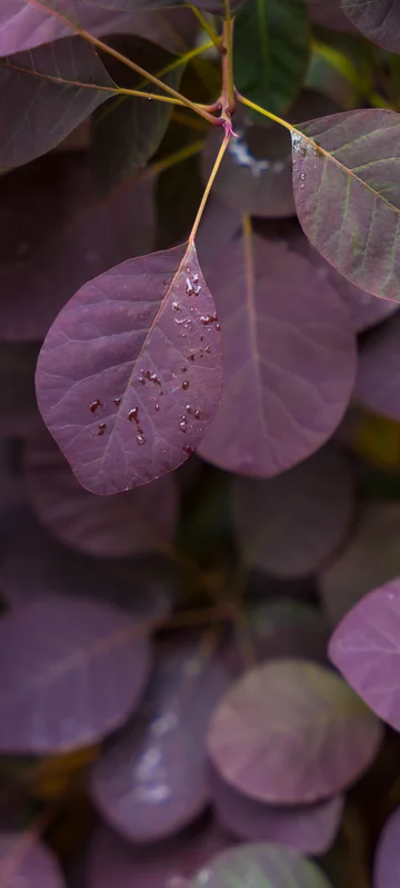 Cotinus Leaves With Drops Wallpaper