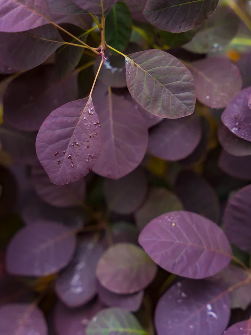 Cotinus Leaves With Drops Wallpaper