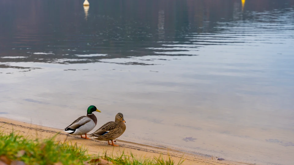 Wild Ducks On The Lake Screen 