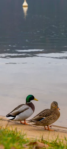 Wild Ducks On The Lake Screen 