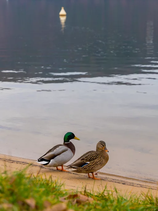 Wild Ducks On The Lake Screen 