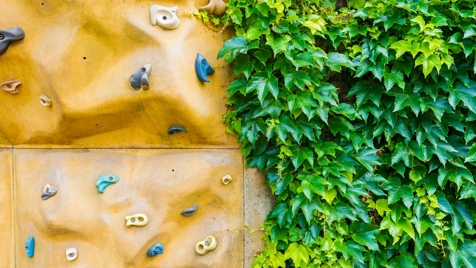 Ivy On Stone Climbing Wall 