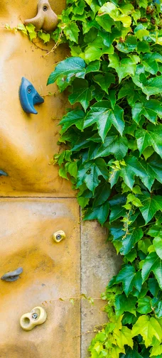Ivy On Stone Climbing Wall 