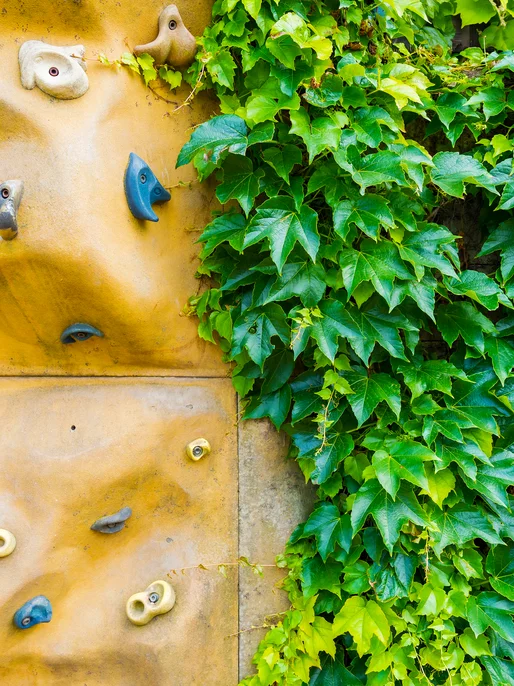 Ivy On Stone Climbing Wall 