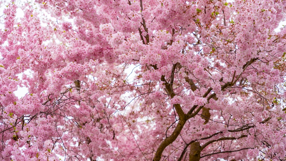 Sakura Blossom Background
