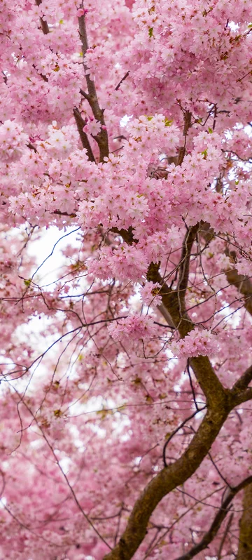 Sakura Blossom Background