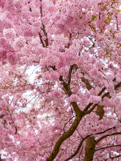 Sakura Blossom Background