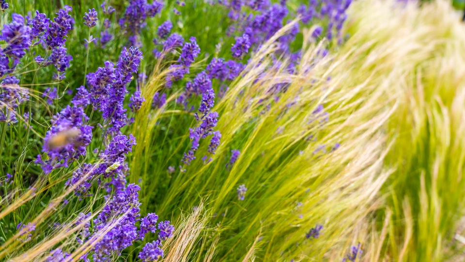 Lavender in the Tall Grass Wallpaper