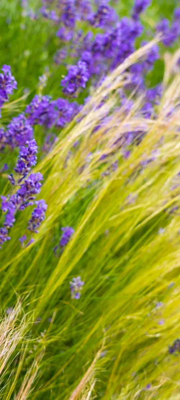 Lavender in the Tall Grass Wallpaper