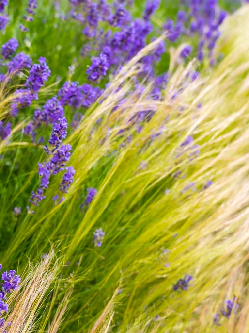 Lavender in the Tall Grass Wallpaper