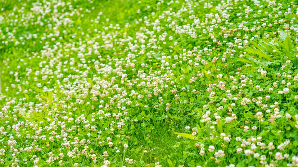 White Clover Blooming Field 