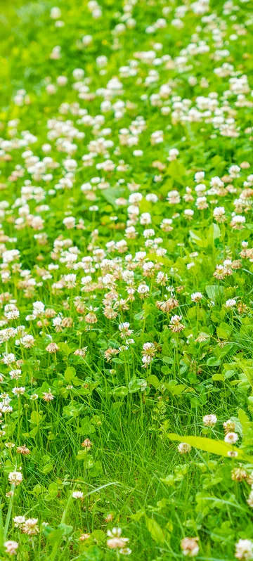 White Clover Blooming Field 