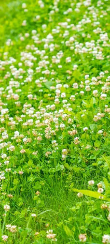 White Clover Blooming Field 