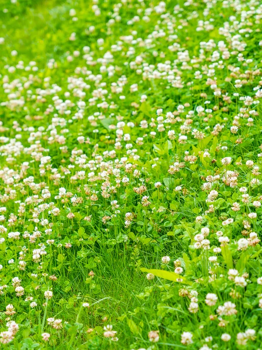 White Clover Blooming Field 
