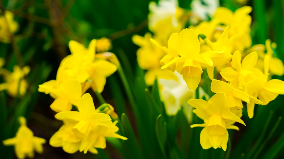 Blooming Narcissus Image