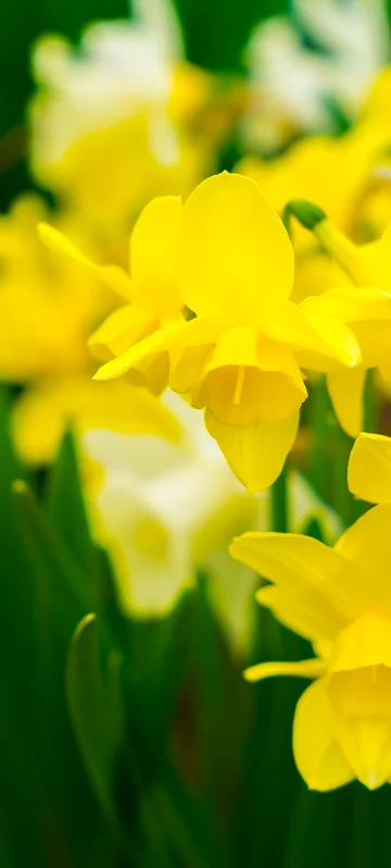 Blooming Narcissus Image