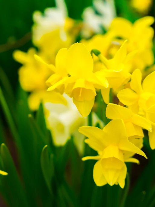Blooming Narcissus Image