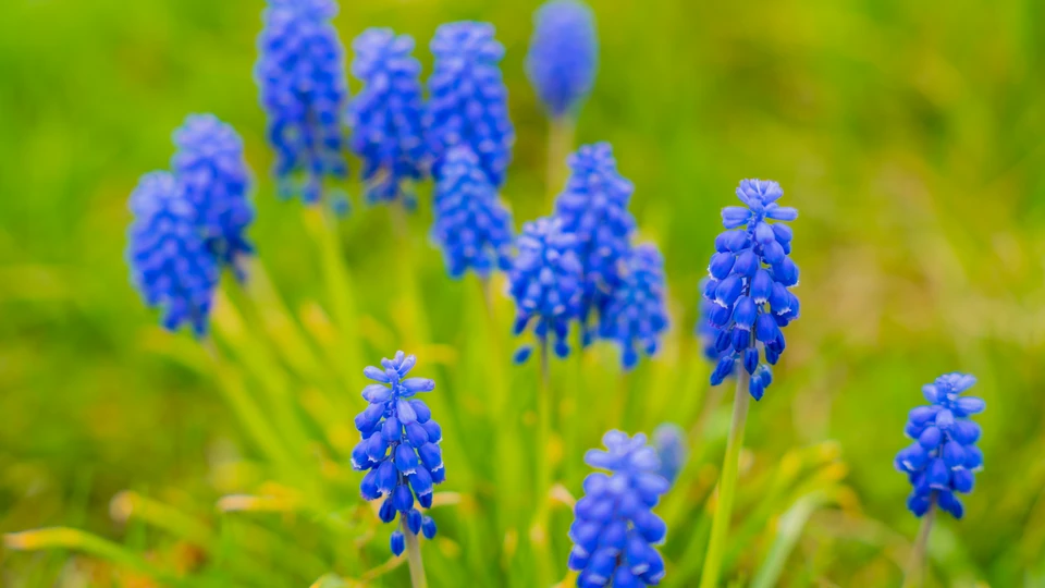 Muscari Armeniacum Screen 