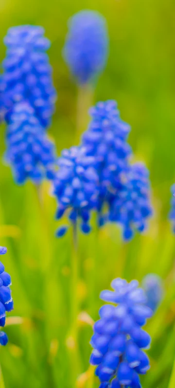 Muscari Armeniacum Screen 