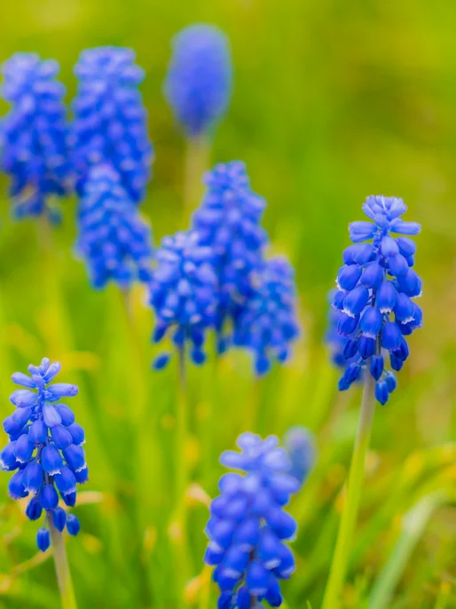 Muscari Armeniacum Screen 