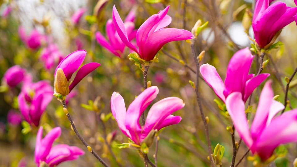 Pink Magnolia Background 