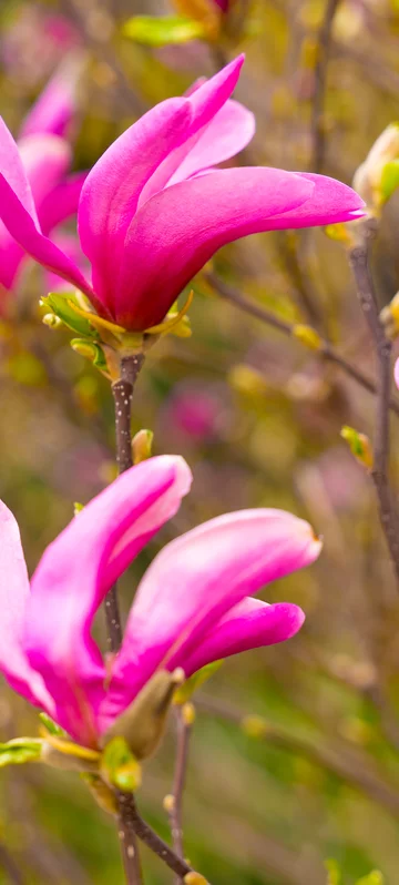Pink Magnolia Background 