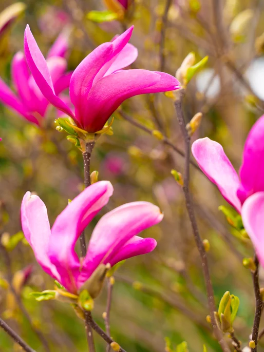 Pink Magnolia Background 