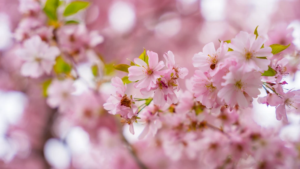 Blooming Sakura Close-up Wallpaper