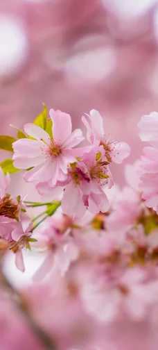 Blooming Sakura Close-up Wallpaper