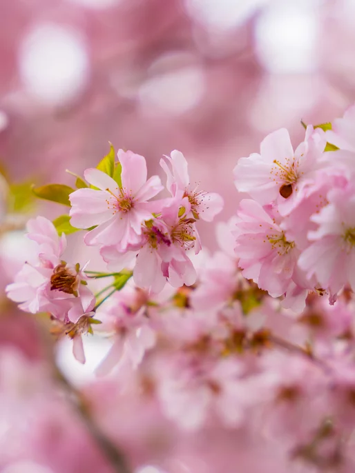 Blooming Sakura Close-up Wallpaper