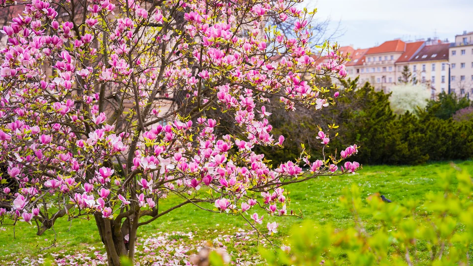 Magnolia In The City Image 