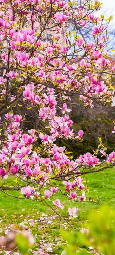 Magnolia In The City Image 