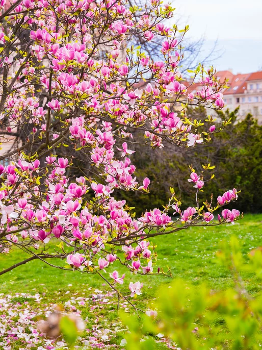 Magnolia In The City Image 