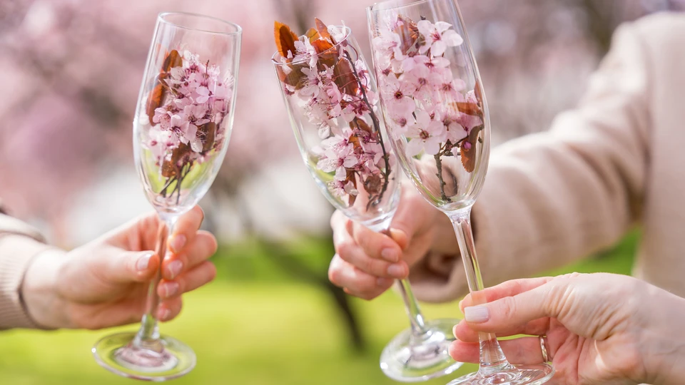 Sakura in Glasses Cheers Wallpaper 