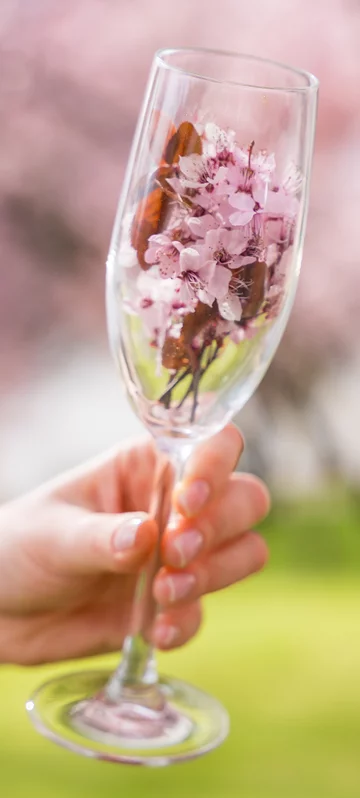 Sakura in Glasses Cheers Wallpaper 