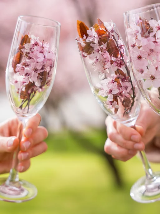 Sakura in Glasses Cheers Wallpaper 